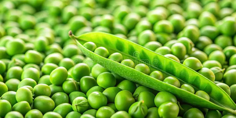 grocery